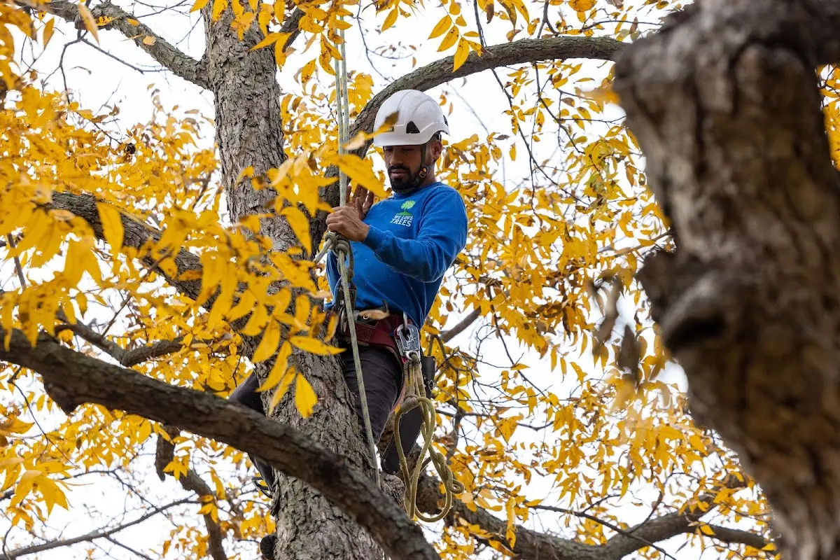 Skilled Tree Trimming crew working in Vesuvius